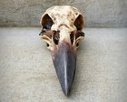 Raven Skull Jewelry Box  Gothic Decor  Crow Skull Trinket Box  Curiosities 