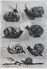 Snails Shells Slugs Clear Stamps Garden Mollusk Silicone Stamps For Card Makin