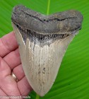 Megalodon Shark Tooth  - 4   1 2 -  Serrated Natural - Real Fossil Megladone