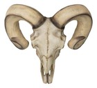 Large Texas Corsican Ram Skull And Horns Wall Trophy Nature s Taxidermy 15 wide