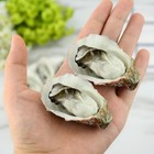 Artificial Oysters Fake Shellfish Seafood 8 Pcs Simulation Prop Food Sample