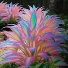Mixrug Mixed 305  Hosta Seeds Mix For Planting colorsed Hostas