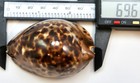 Cypraea Jeaniana Sherylae Seashell Cowrie     69 6mm     F    gem - Xanno