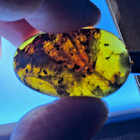 A101 Bu3774 Large Botanical In Authentic Burmese Amber Burmite 99mya
