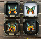 Real Framed Sunset Butterfly Moth Black Shadow Box Insect Bug Gothic Home Decor