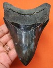 Megalodon Shark Tooth - Real Fossil - 4 58  Shark Teeth - No Restorations