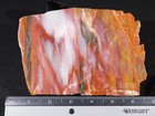 Very  Colorful Polished Petrified Wood Rainbow Fossil Slab Arizona 941gr