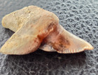 Rare Nc Pathological Juvenile Angustidens Tooth 1 125  Super Unique 