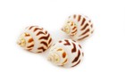 50 Beautiful Babylonia Areolata Shells 1 -1 1 2  Beach Craft Decor Coastal Arts