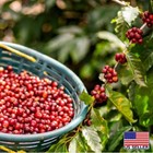 30  Imported Sumatra Mandheling Arabica Coffee Tree Seeds For Planting 