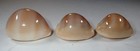 What A Price - Giant Cypraea Sulcidentata - 41 Mm  Plus Two  All Gems   189 00