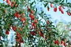 100 Goji Berry Seeds   Sale Free Shipping Non Gmo Heirloom