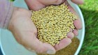 Barley Seeds  300    Organic   Florida Grown   Cereal Grain