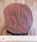 A Dimetrodon Pes Footprint On White Sand And A Bonus Red Manus 