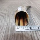 1 Small Polished Cow Horn  5961 Natural Colored