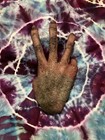 Monkey s Paw   Monkey Hand Prop Replica Hand-made Novelty 3 Wishes Claw    cursed   