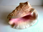 Vintage Large Pink Horned Queen Conch Shell Beach Seashell Nautical 8 5   Long