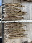 12 Ringneck Pheasant Tail Feathers 14-19   12 Per Order 