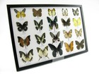 20 Beautiful Butterfly Butterflies In Showcase - Framed - Real - - A-20-madam-05