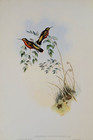 Gould Chestnut-bellied Adelomyia Hummingbird Vtg Bird Art Print Bookplate 203
