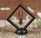 Real Clear Wings Dragonfly Framed Insect Bug Taxidermy Enotomology Decor