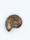 Iridescent Ammonite Fossil Polished Madagascar 