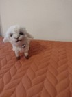 Handmade Needle Felted Sheep  5 Inches Tall By 6 Inches In Length