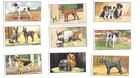 1938 Gallaher Ltd  Dogs 48 Different Tobacco Card Set Second Series
