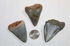 Great White Shark Teeth Fossils No Repair Natural Lot Of 3 Beautiful Teeth