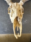 Whitetail Deer European Mount Skull Antlers Taxidermy Cabin Lodge Decor 9 Pt