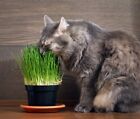 Cat Grass Seeds Choose Rye  Oat Or Blend Seeds Quick Growth Fast Free Shipping