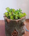 Set Of 10 Miniature Artificial Succulents Grass Fair Garden Decoration