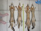 Tanned  Grey Fox With Feet  Soft Winter Fur  Animal Hide Good Leather