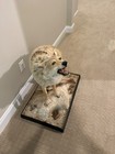 Coyote Blond Colored Mount Taxidermy 