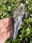 Natural Beautiful 4 52    Megalodon Tooth Fossil Shark Teeth