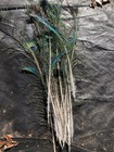 20 Peacock Feathers 19-27    Long Blue Green Peafowl Bird Feather  small Farms