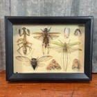 Vintage Real Insect Taxidermy Framed Box Art 8 Entomology Specimens 5x7 Display