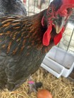         12 Rainbow Chicken Hatching Eggs  Healthy Flock - Not Barnyard Mix       