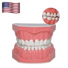 Dental Teeth Model Brushing Flossing Practice Teaching Model Standard 1 1m7010-1