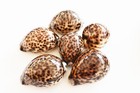 12 Leopard Tiger Cowrie Shell  cypraea Tigris  2 1 2  Craft Beach Decor Nautical