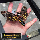 Real Death   s Head Moth Clear Glass Framed Insect Taxidermy Gothic Wall Art Decor