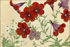 1917 Tanigami Konan Original Japanese Woodblock Print Red Trumpet Flower