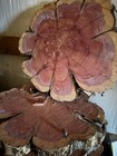     live Edge Cedar Wood Slab 23        Flower Shape Rustic Slice For Table Or Art        