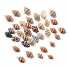100pcs 1-2 Cm Natural Sea Shells Conch Beach Decor Craft Seashell Aquarium