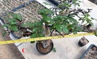  1 3  Commiphora Kataf No  C   Large Leaves   Rare  Express Delivery To Usa