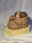 Pharmaceutical Promotional Ceramic Brain Model     Unmarked Anatomical Display