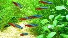 Pack Of 10 Neon Tetra  paracheirodon Innesi  Live Arrival Guarantee