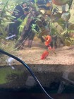 8 2 Live Pink Ramshorn Snails     Algae Cleaners   Tank Maintenance For Freshwater