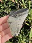 Natural Beautiful 2 96    Megalodon Tooth Fossil Shark Teeth