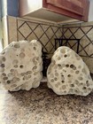 Hag Stones   Free Shipping   50 Lbs 